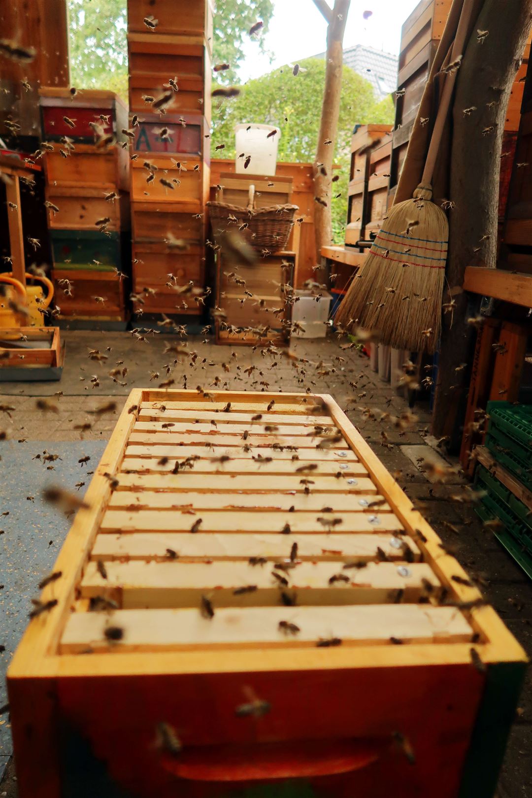 Bienen wuseln