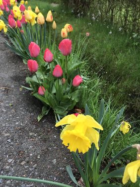 Blühende Tulpen und Narzissen